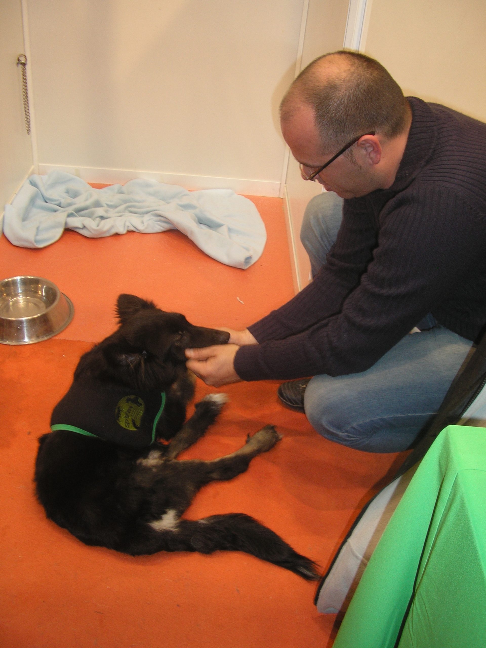 Hombre interactuando con un perro negro tumbado sobre una alfombra naranja en un espacio cerrado. El perro lleva un arnés con logotipo verde y parece estar en proceso de cuidado o entrenamiento.