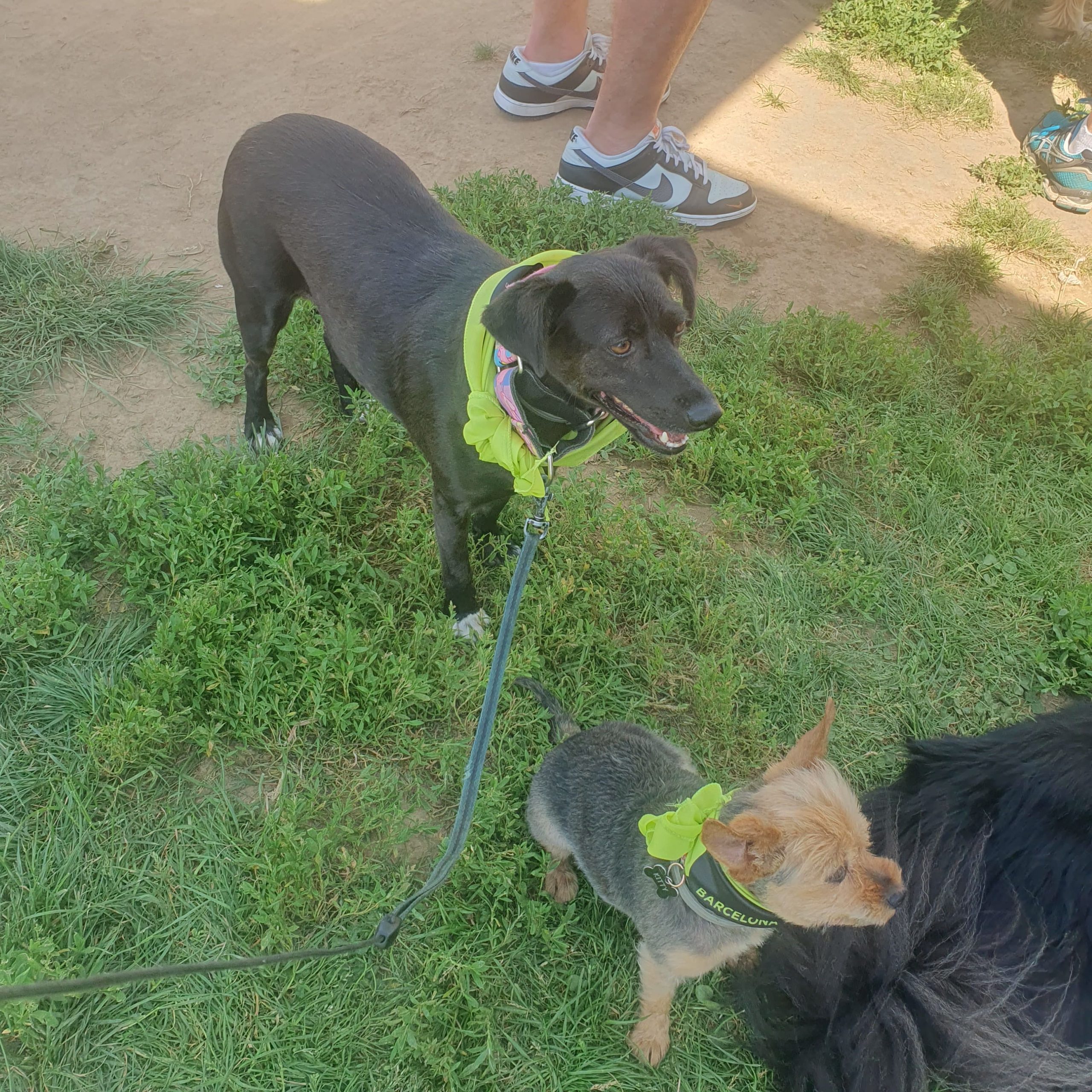 Dos perros con pañuelos amarillos en un área verde durante un evento. El perro negro está de pie mirando hacia un lado, y el perro pequeño de pelo marrón claro está sentado con arnés y correa,