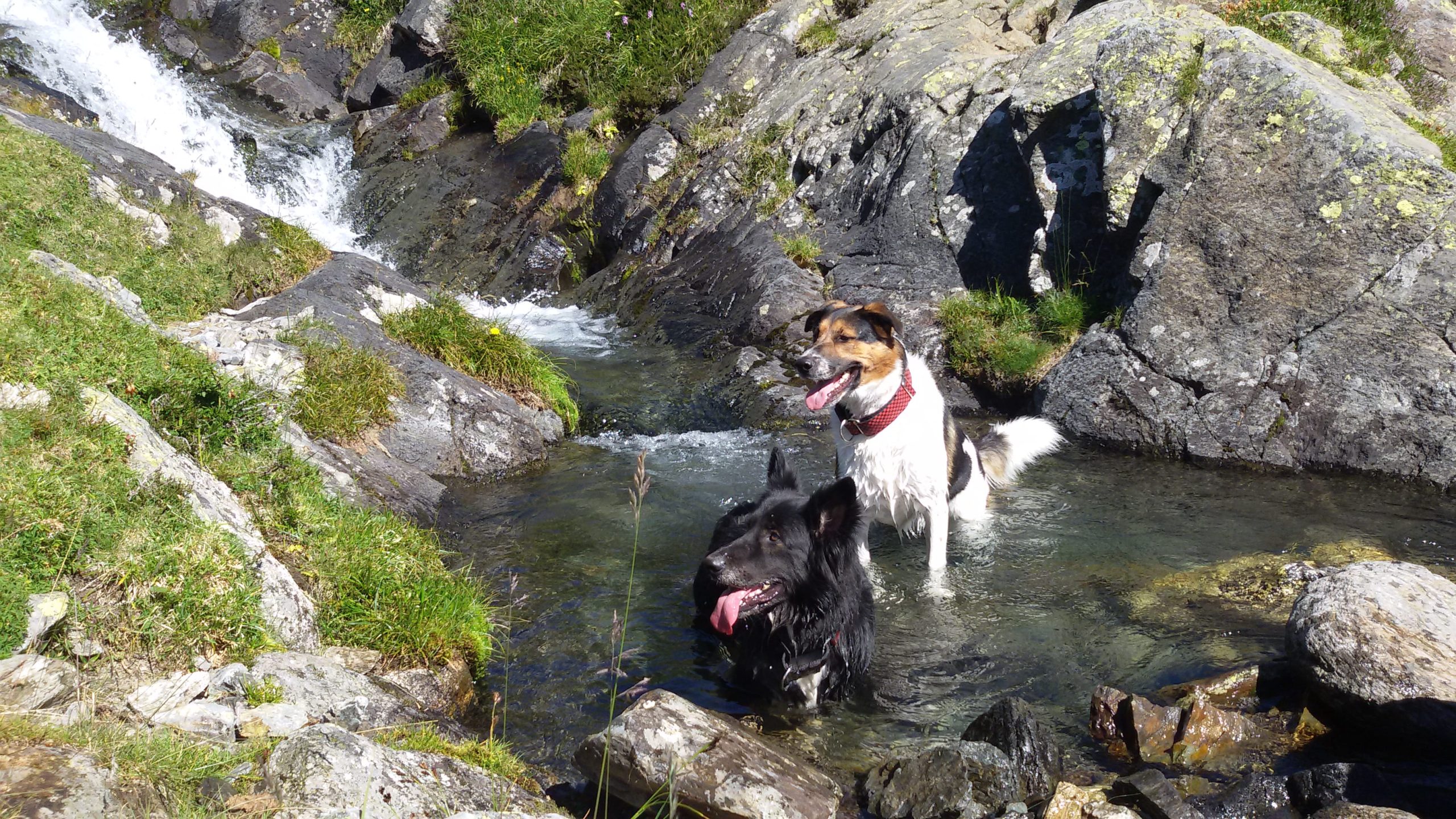 Dos perros refrescándose en una pequeña poza de agua en la montaña. Uno es negro y está en primer plano, y el otro blanco con manchas marrones se encuentra detrás, ambos con expresiones felices