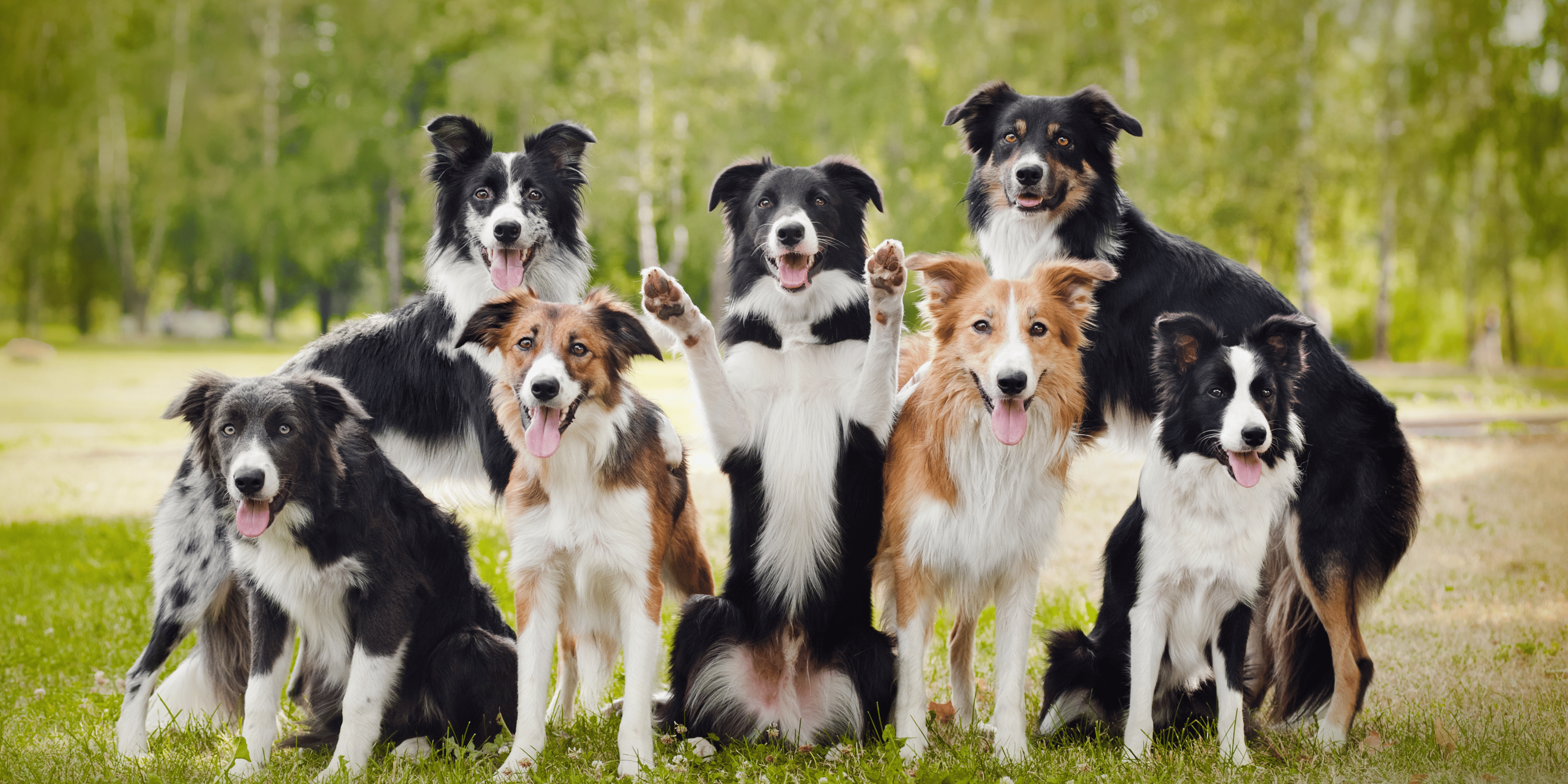 Grupo de siete perros Border Collie felices en un entorno natural con césped y árboles. Algunos perros están sentados y otros de pie, mostrando expresiones amigables y juguetonas.