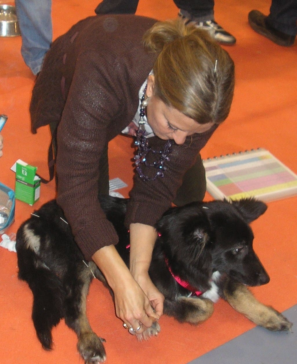 Mujer realizando una sesión de acupuntura a un perro negro tumbado sobre una alfombra naranja. El perro lleva un arnés rojo y se muestra tranquilo mientras recibe el tratamiento. Alrededor hay