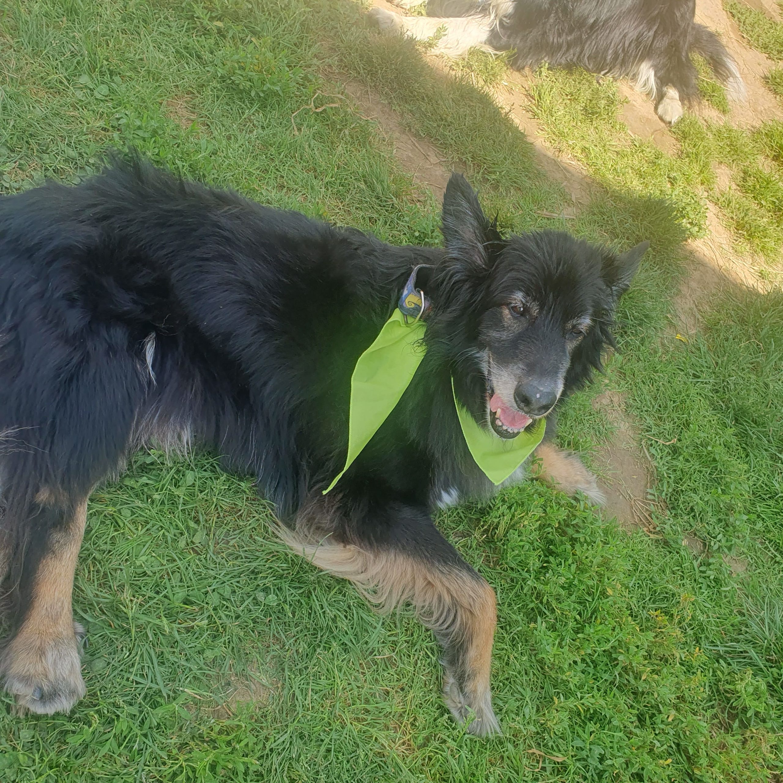 Perro negro de pelo largo tumbado en el césped, llevando un pañuelo verde alrededor del cuello y con una expresión relajada y feliz