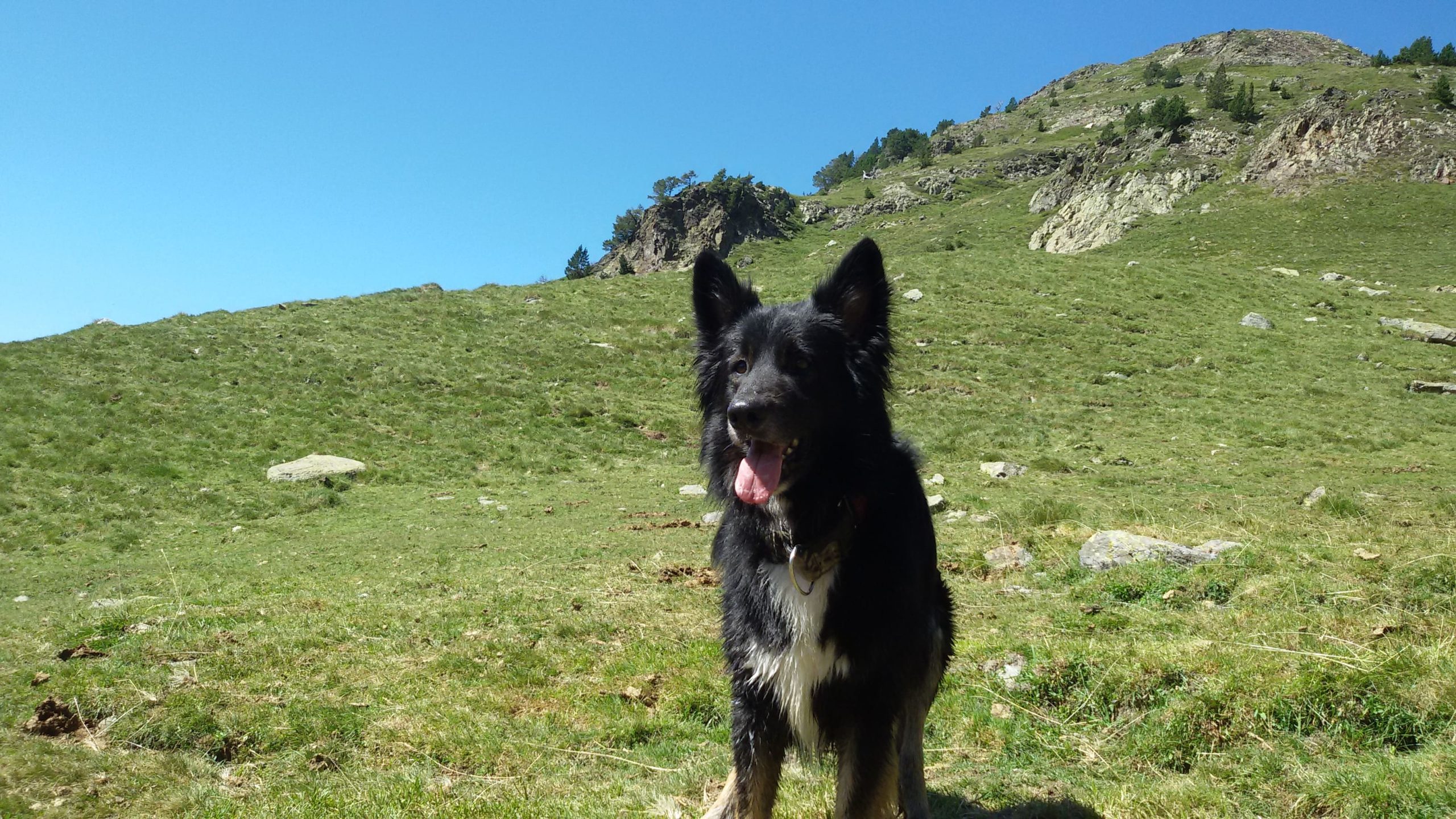 Perro negro de pelo largo y orejas puntiagudas de pie en una pradera verde en la montaña, con el cielo azul despejado y colinas rocosas al fondo