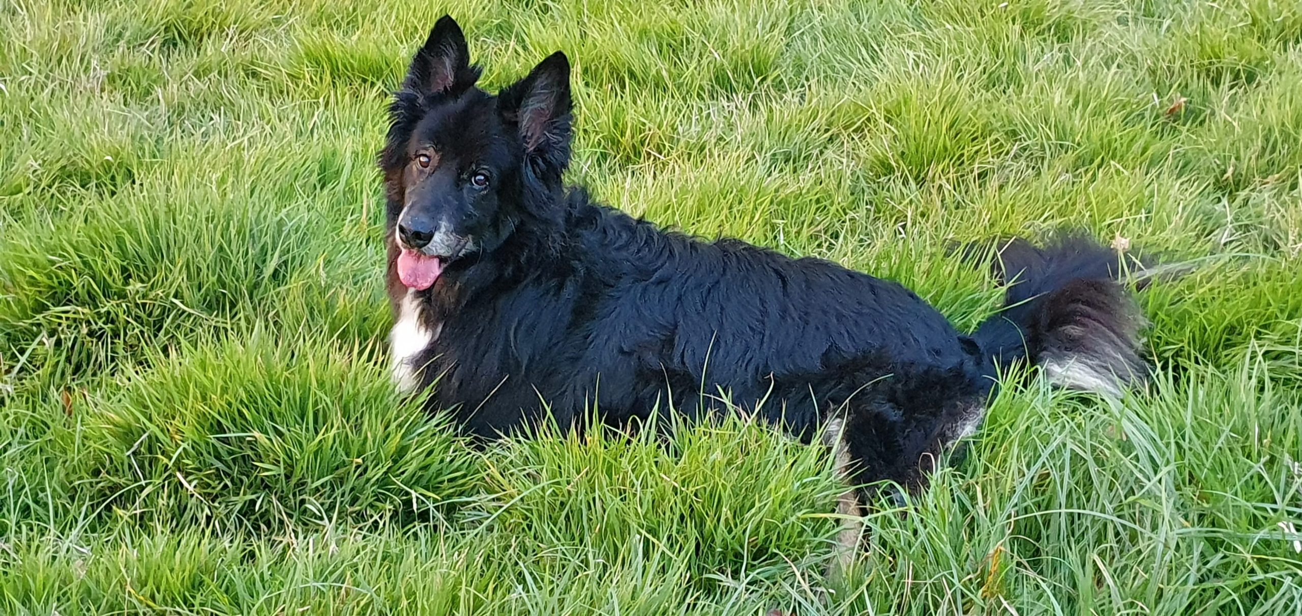 Perro negro y blanco tumbado en el césped alto, mirando hacia la cámara con la lengua fuera y expresión amigable