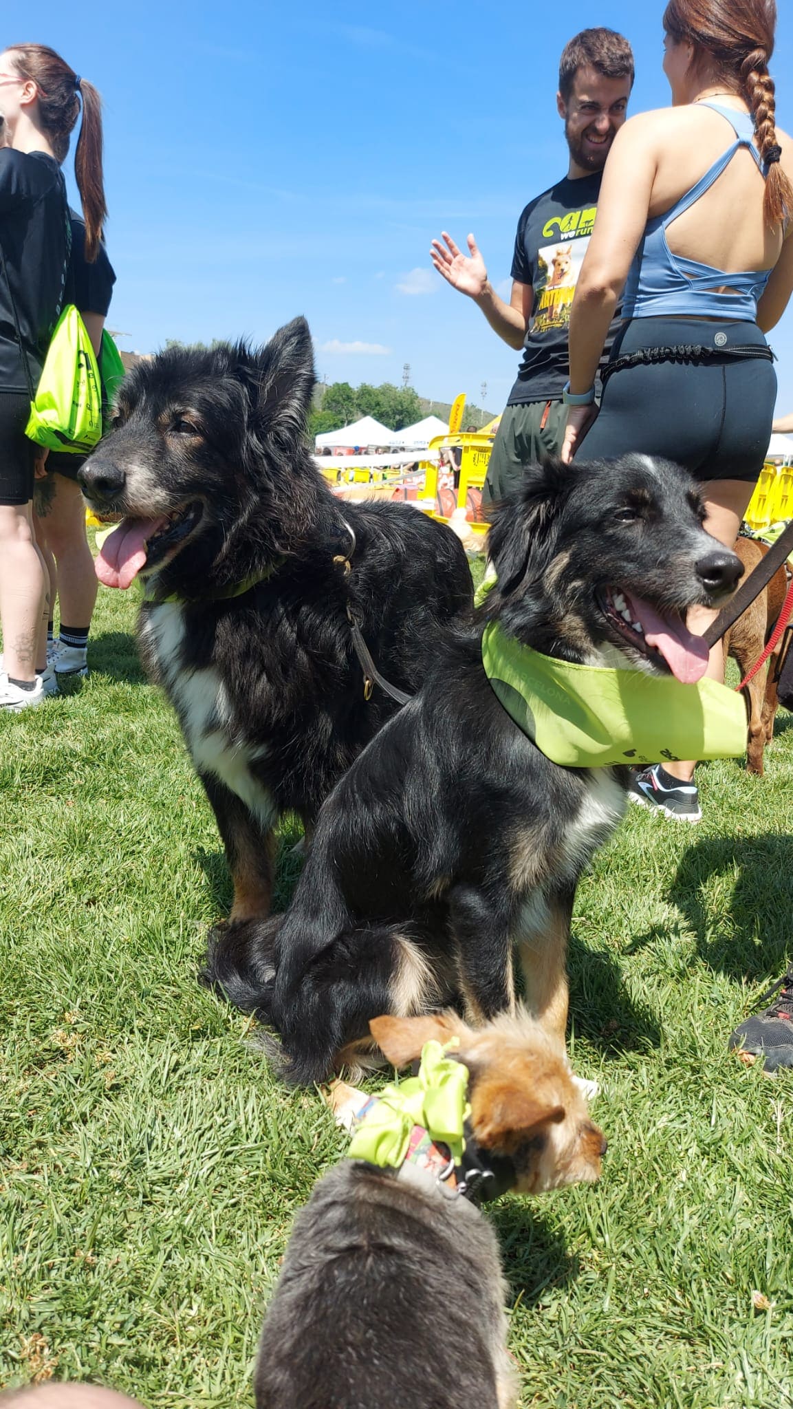 Tres perros con pañuelos verdes sentados en un área de césped durante un evento al aire libre. Dos perros grandes y negros están al frente con lenguas fuera, mientras que un perro pequeño de p